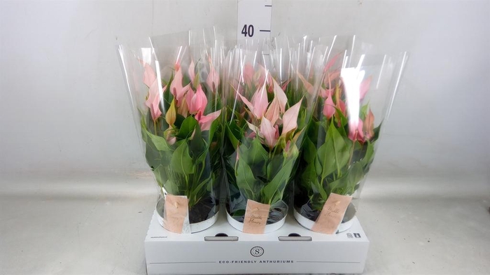 <h4>Anthurium andr. 'Lilli'</h4>