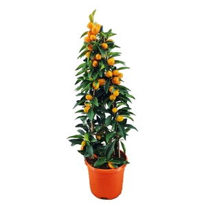 Citrus kumquat piramide