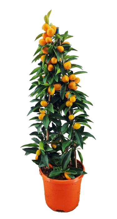 <h4>Citrus kumquat piramide</h4>