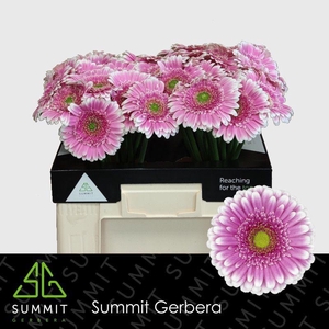 Gerbera Finley Water