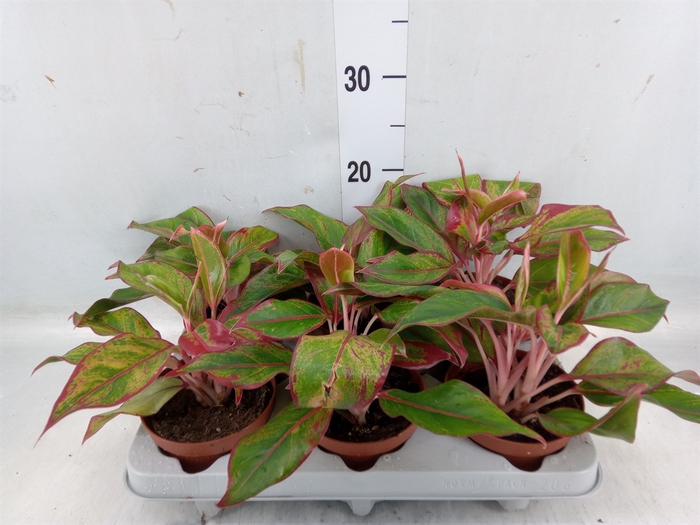 <h4>Aglaonema  'Crete'</h4>