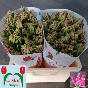 TU PA FLAMINGO QUEEN