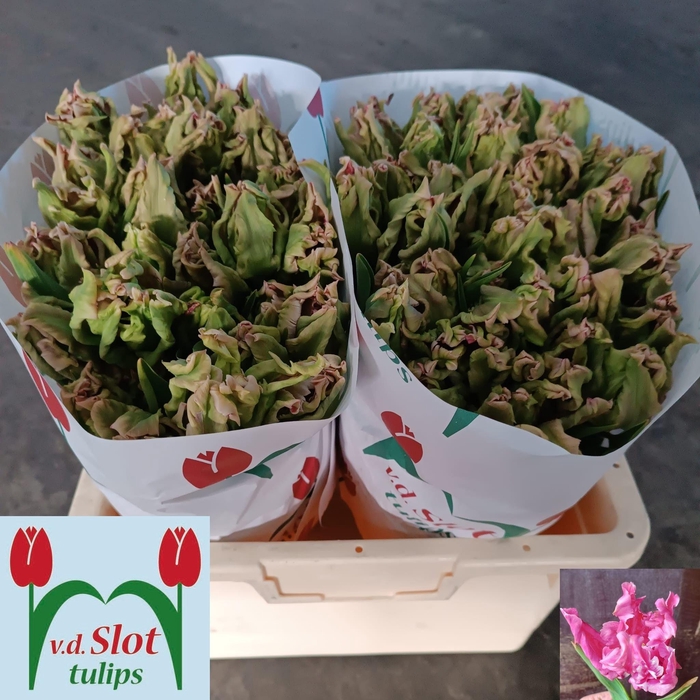 <h4>TU PA FLAMINGO QUEEN</h4>