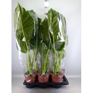 Alocasia macrorrhizos