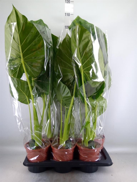 <h4>Alocasia macrorrhizos</h4>
