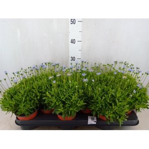 Felicia amell. 'Felicitara Blue'