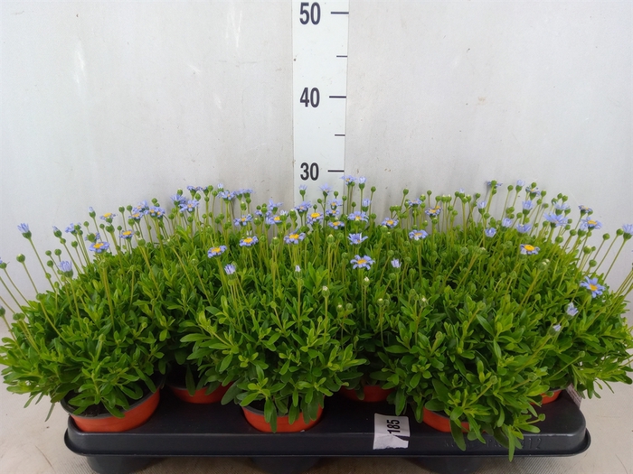 <h4>Felicia amell. 'Felicitara Blue'</h4>
