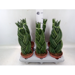 Sansevieria cyl.  ...