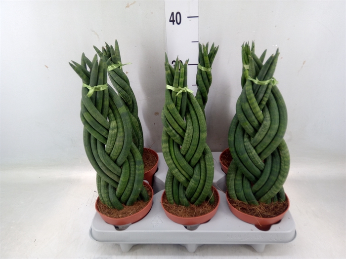 <h4>Sansevieria cyl.  ...</h4>