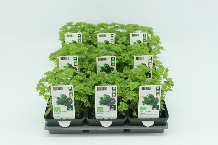 <h4>BKH groente 50140 bio Peterselie (set x9)</h4>