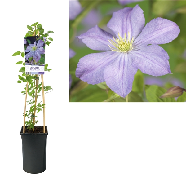 <h4>Clematis 'Prince Charles' +light label</h4>