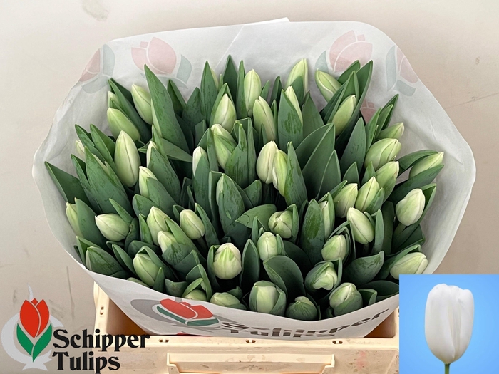 <h4>TU EN SNOWBOARD</h4>