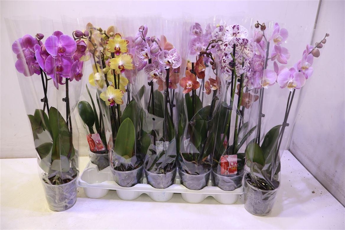 <h4>arr8 Phal 2 Tak Kort</h4>