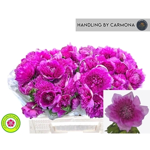 ANEM CO LEVAN FUCSIA