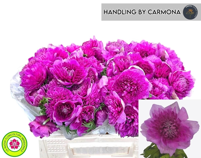 <h4>ANEM CO LEVAN FUCSIA</h4>