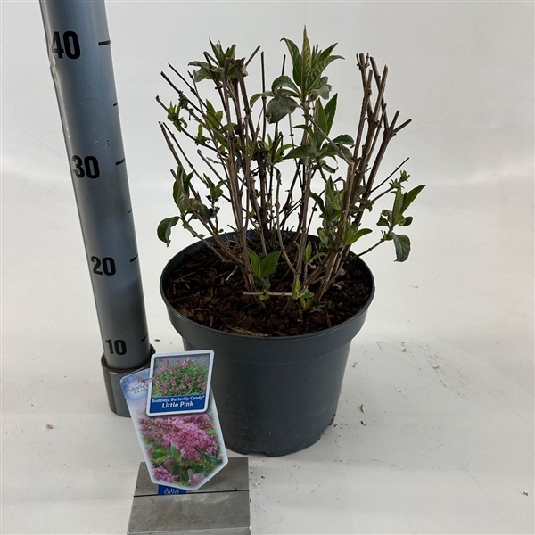 <h4>Buddleja d. Butt. Candy® Little Pink ('BotEx 005'PBR)</h4>