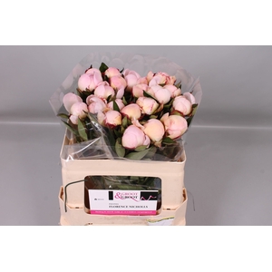 Paeonia Florence Nicholls | Heavy Quality