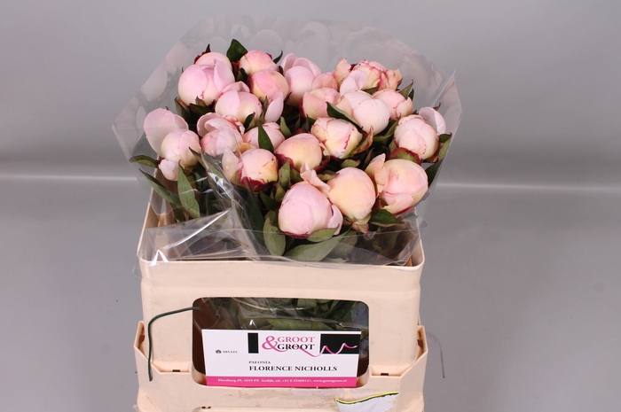 <h4>Paeonia Florence Nicholls | Heavy Quality</h4>