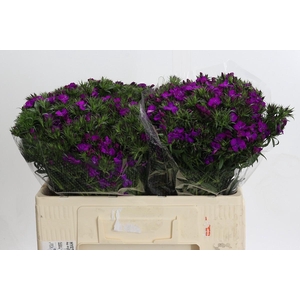 Dianthus Br Amazon Neon Purple