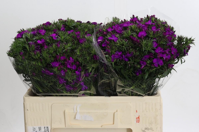 <h4>Dianthus Br Amazon Neon Purple</h4>