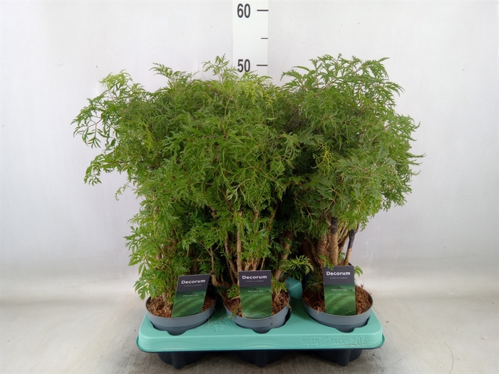 <h4>Polyscias fruticosa</h4>