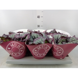 Begonia BD   ...