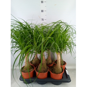 Beaucarnea recurvata