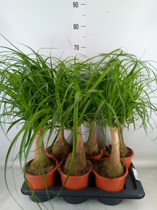 <h4>Beaucarnea recurvata</h4>