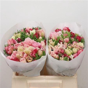 Anem Mistral Tigre Super