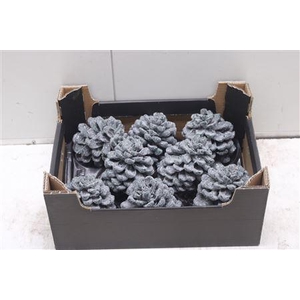 F-pinea Glitters Dennegroen