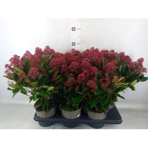 Skimmia jap. 'Rubella'