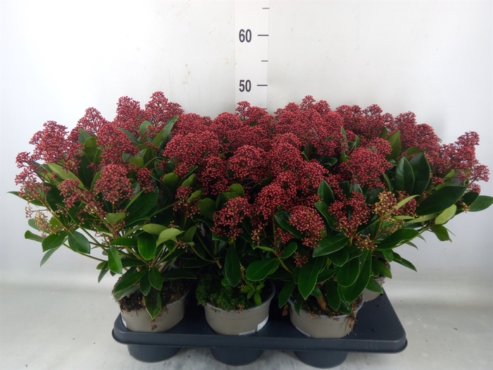 <h4>Skimmia jap. 'Rubella'</h4>