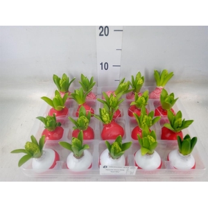 Hyacinthus orie.   ...waxed L%