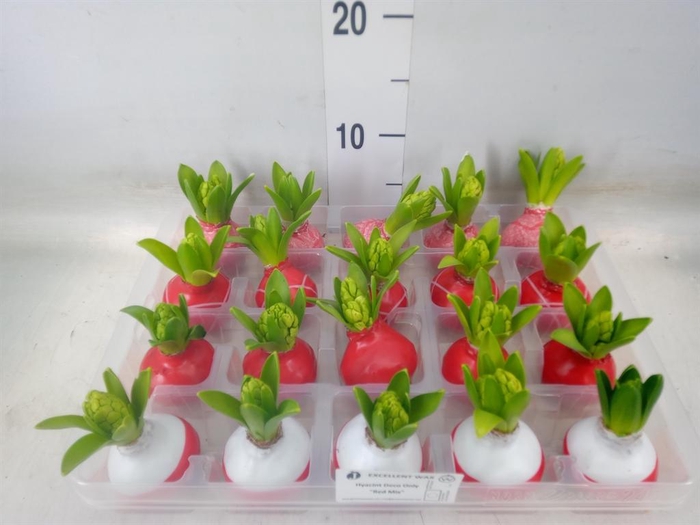 <h4>Hyacinthus orie.   ...waxed L%</h4>