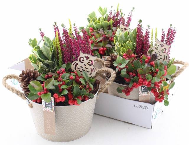 <h4>ARR TUINPLANTEN</h4>
