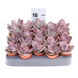 Kalanchoe NF   ...