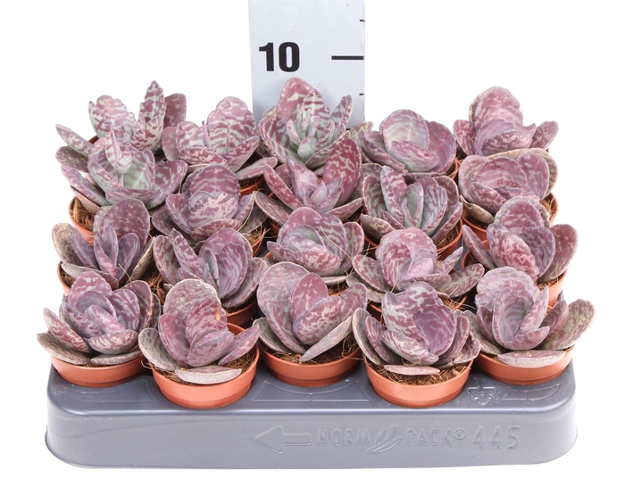 <h4>Kalanchoe NF   ...</h4>