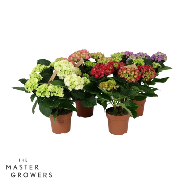 <h4>Hydrangea mix 5/6 flowers</h4>