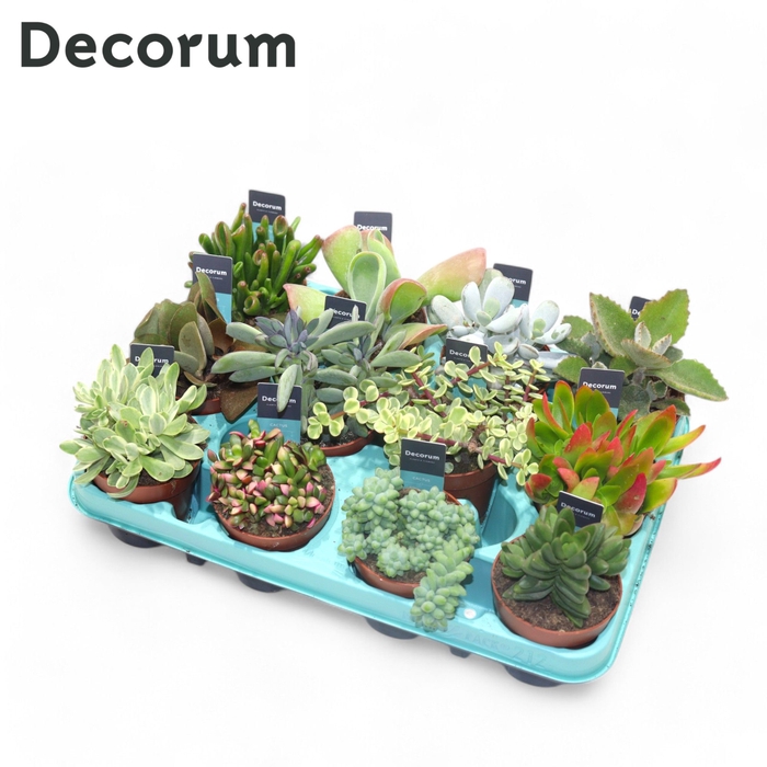 <h4>Succulent Mix (Decorum) Decorum+Steker</h4>