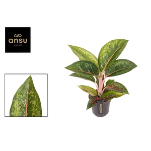 Aglaonema Camo Carmine