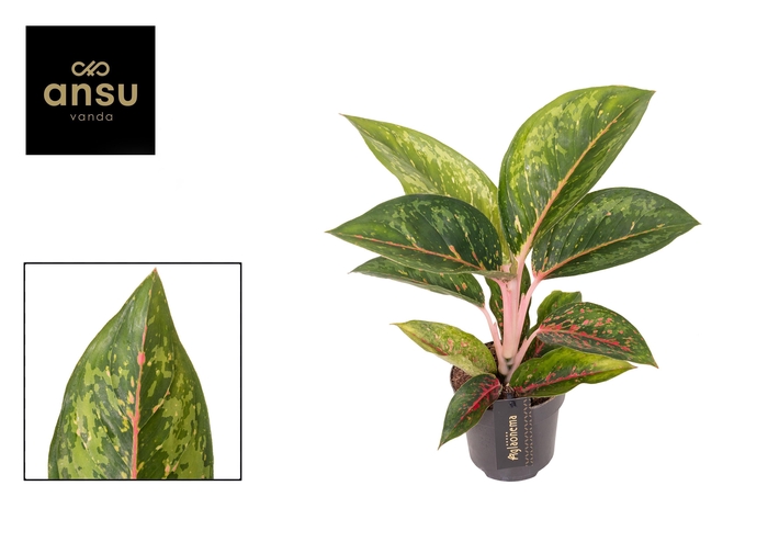 <h4>Aglaonema Camo Carmine</h4>