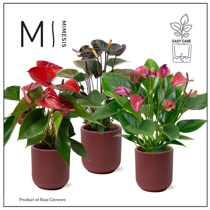 <h4>Mimesis Anthurium KARMA Intens Mix - Atlanta Burgundy</h4>
