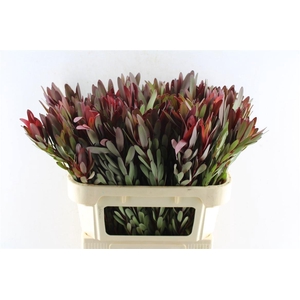 Leucad Saf Sunset 70 Cm