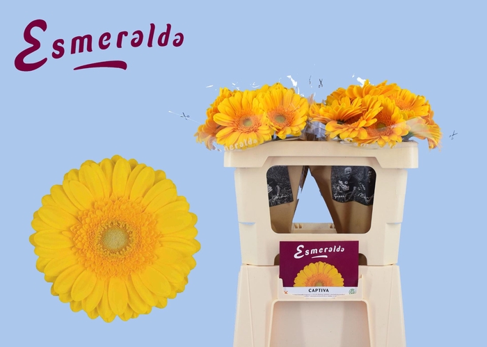 <h4>GE GR CAPTIVA</h4>