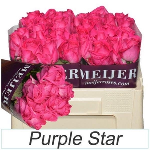 R Gr Purple Star 50 cm