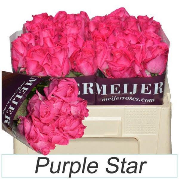 <h4>R Gr Purple Star 50 cm</h4>