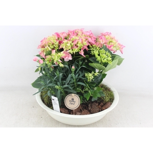 arr4 Outdoor PL - Hort. roze zink creme schaal