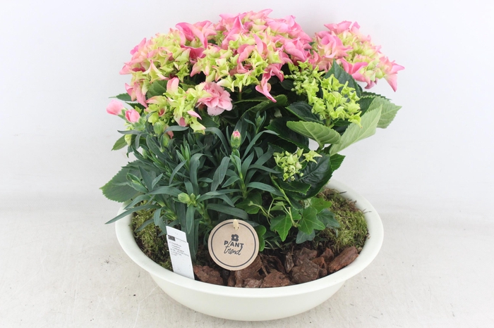 <h4>arr4 Outdoor PL - Hort. roze zink creme schaal</h4>