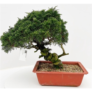 Juniperus chinensis, 25cm., twisted trunk, in trainingspot