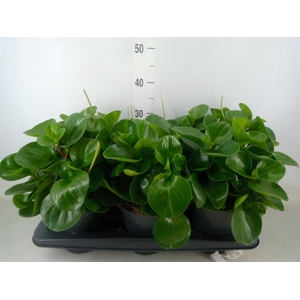 Peperomia obt. 'Green Gold'